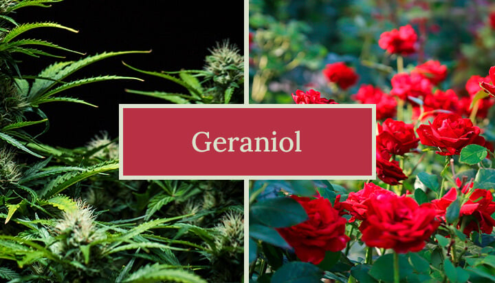 Visuelle Darstellung des Geraniol-Terpens, der sein süßes, blumiges Aroma und seine potenziellen Vorteile hervorhebt, einschließlich seiner Rolle in Cannabissorten und verschiedenen Produkten wie Parfums und Reinigungsmitteln.