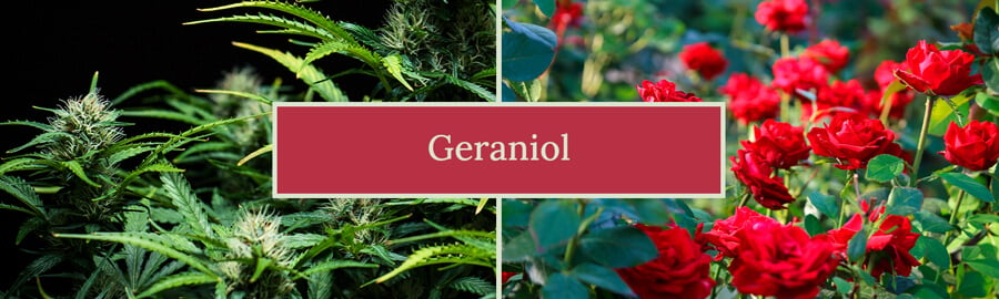 Visuelle Darstellung des Geraniol-Terpens, der sein süßes, blumiges Aroma und seine potenziellen Vorteile hervorhebt, einschließlich seiner Rolle in Cannabissorten und verschiedenen Produkten wie Parfums und Reinigungsmitteln.