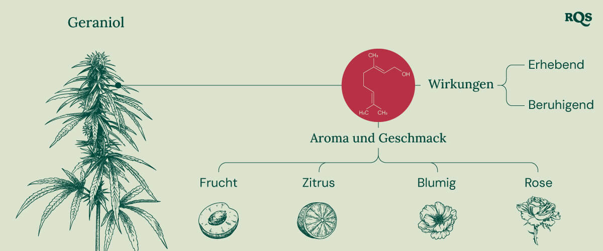 Infografik, die die Eigenschaften des Geraniol-Terpens beschreibt, einschließlich seiner beruhigenden und erhebenden Effekte, der potenziellen Wechselwirkung mit Cannabinoid-Rezeptoren und seiner Rolle bei der Verstärkung der THC-Wirkung in Cannabisprodukten.