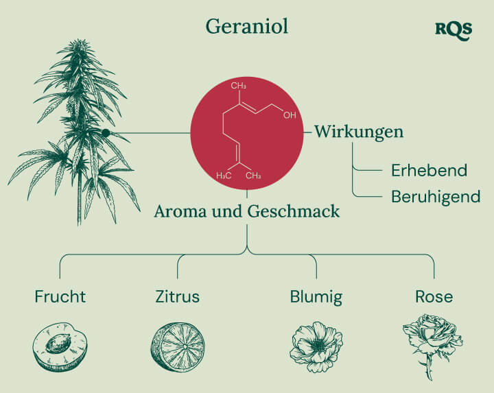 Infografik, die die Eigenschaften des Geraniol-Terpens beschreibt, einschließlich seiner beruhigenden und erhebenden Effekte, der potenziellen Wechselwirkung mit Cannabinoid-Rezeptoren und seiner Rolle bei der Verstärkung der THC-Wirkung in Cannabisprodukten.