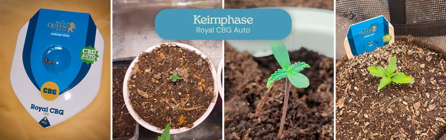 Keimphase der Royal CBG Auto Cannabissorte. Die Bilder zeigen den Fortschritt von Samen zu kleinen Sämlingen, die aus der Erde hervorkommen und ein frühes, gesundes Wachstum im Anbauprozess anzeigen.