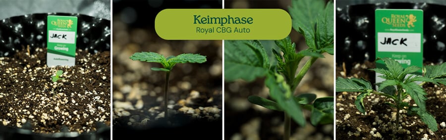 Keimung von Cannabissamen: Bilder zeigen Royal Jack Auto-Samen, die im Wasser eingeweicht, in einem Stofftopf gepflanzt und zu jungen Cannabissämlingen gekeimt werden.