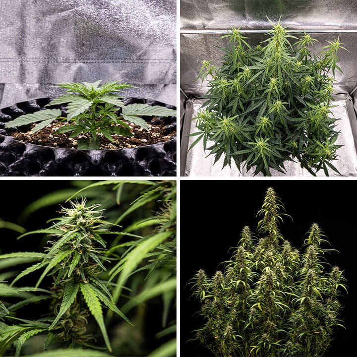 Collage von Bildern der Goat’lato Auto Cannabissorte, eine starke selbstblühende Sorte von Royal Queen Seeds und Tyson 2.0, mit kompakter Wuchsform, violetten Blüten und Erträgen bis zu 450 g/m². Perfekt für den Innenanbau.