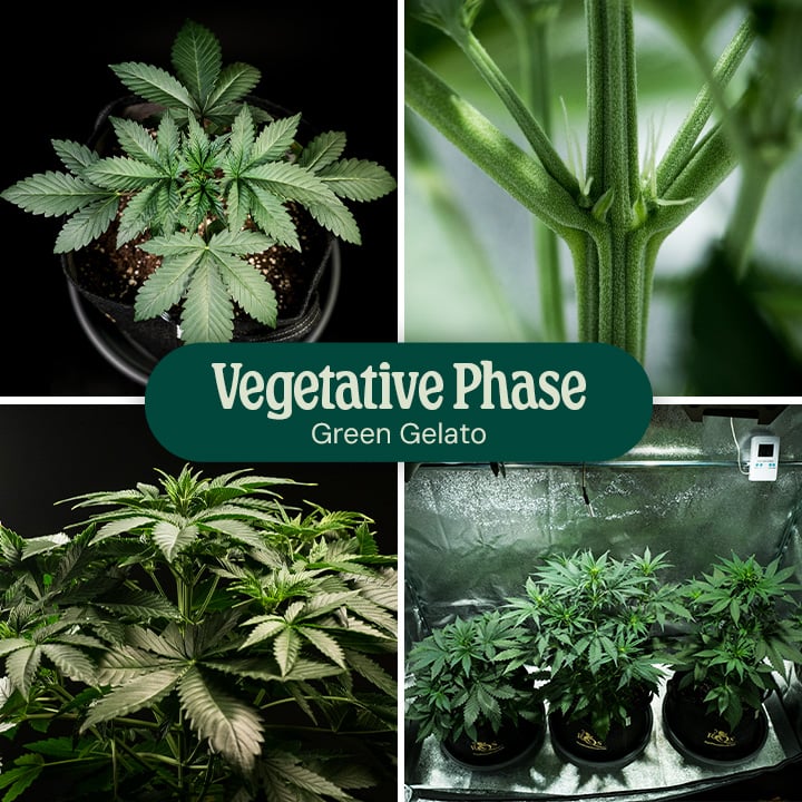 Green Gelato Vegetative Phase