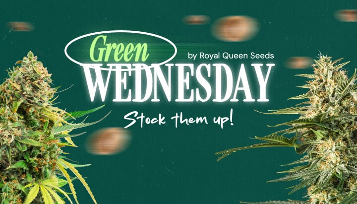 Green Wednesday 2024-Werbebanner von Royal Queen Seeds mit Cannabisknospen und dem Satz 'Lager sie ein!'