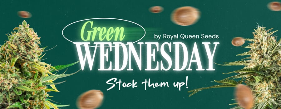 Green Wednesday 2024-Werbebanner von Royal Queen Seeds mit Cannabisknospen und dem Satz 'Lager sie ein!'