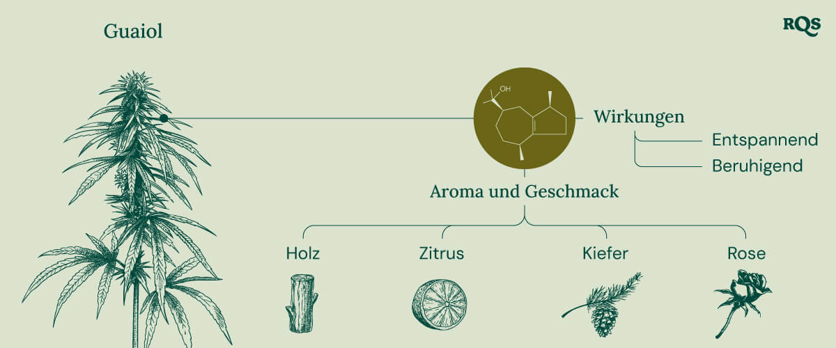 Characteristics of Guaiol Terpene