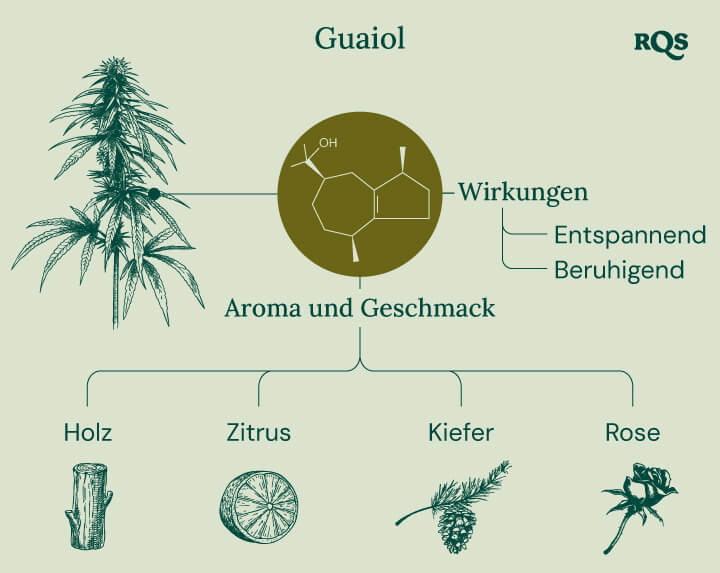 Characteristics of Guaiol Terpene