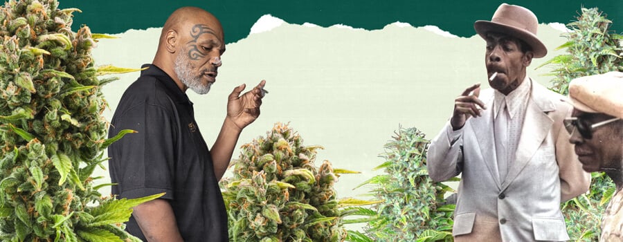 "Ein Foto von Mike Tyson und einer weiteren Person, die in einem üppigen Cannabisfeld stehen, umgeben von hohen grünen Pflanzen, und die Verbindung zum Cannabisanbau hervorheben. "