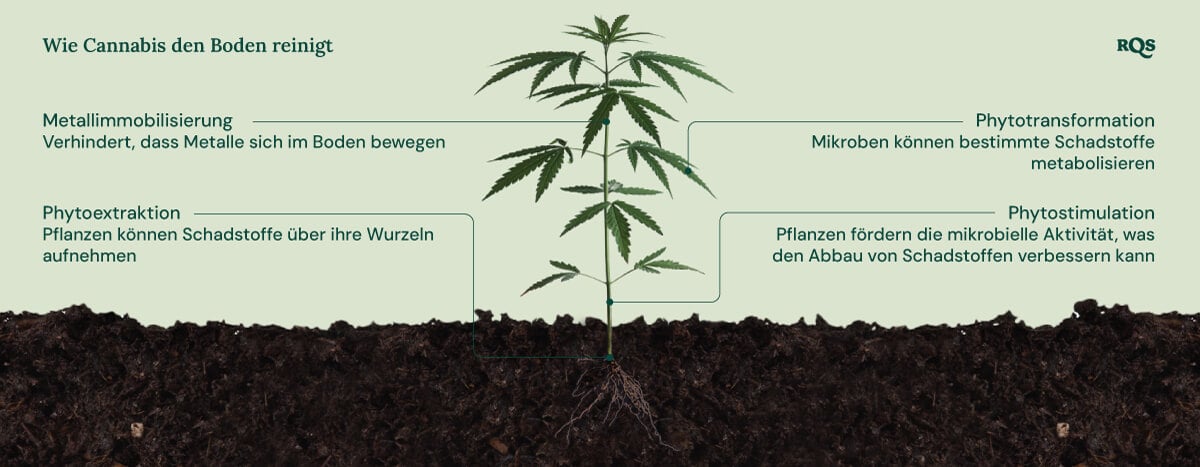 Illustration, wie Cannabis den Boden reinigt, mit Schwerpunkt auf vier Mechanismen: Metallimmobilisation, Phytoextraktion, Phytotransformation und Phytostimulation.