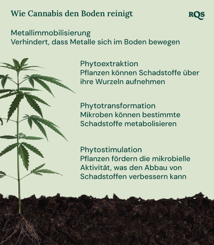 Illustration, wie Cannabis den Boden reinigt, mit Schwerpunkt auf vier Mechanismen: Metallimmobilisation, Phytoextraktion, Phytotransformation und Phytostimulation.