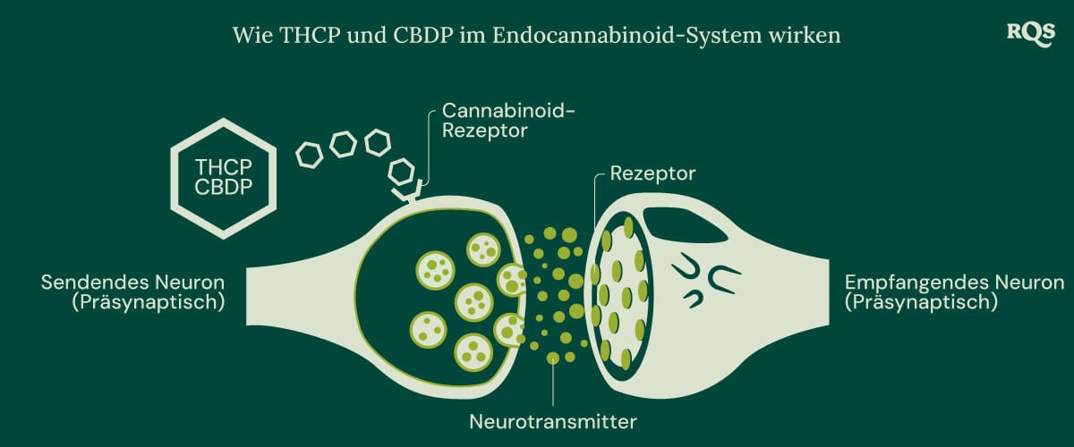 Darstellung von THCP und CBDP, die mit dem Endocannabinoidsystem interagieren, einem wichtigen Netzwerk von Rezeptoren und Neurotransmittern, das grundlegende Körperfunktionen reguliert.