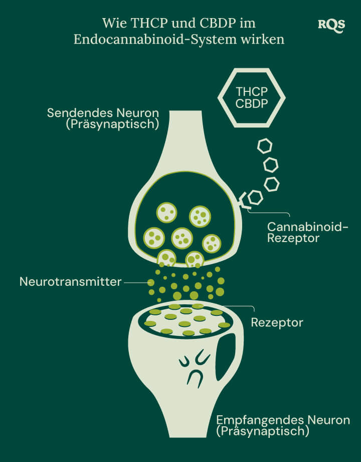 Darstellung von THCP und CBDP, die mit dem Endocannabinoidsystem interagieren, einem wichtigen Netzwerk von Rezeptoren und Neurotransmittern, das grundlegende Körperfunktionen reguliert.