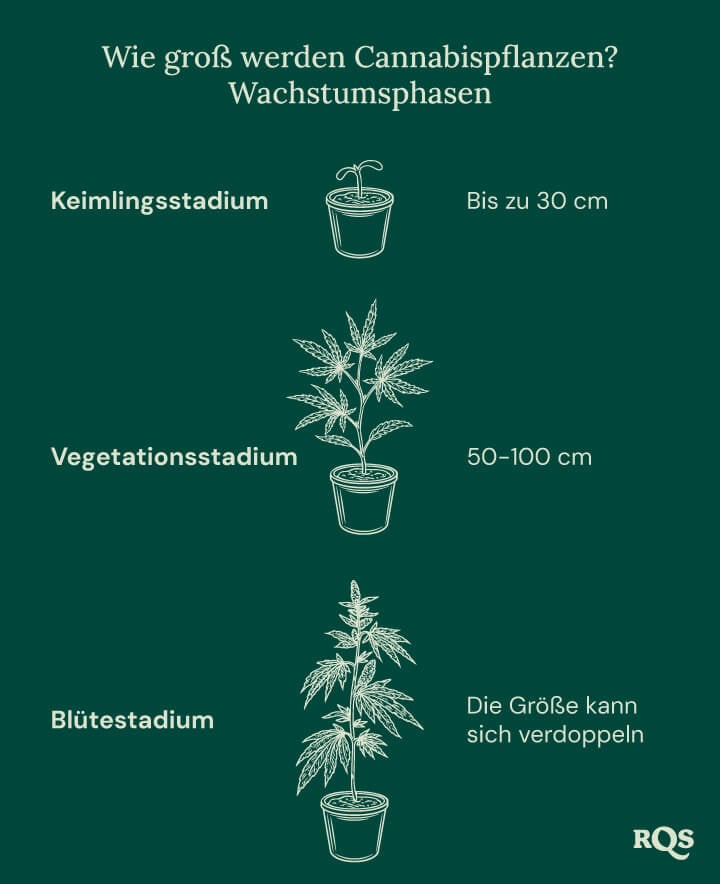 How tall weed plants grow