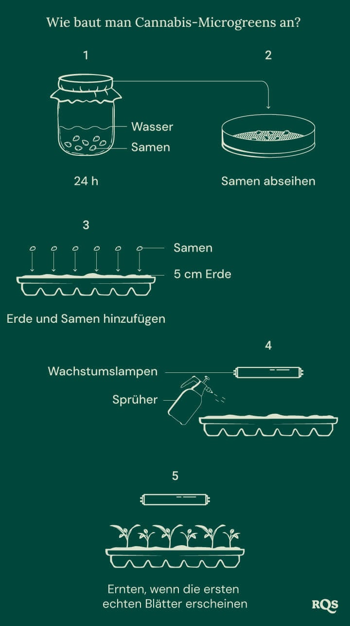How to grow cannabis microgreens