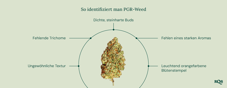 Ein Leitfaden zur Identifikation von PGR-Cannabis, mit den wichtigsten Merkmalen, und dem RQS-Logo unten rechts.