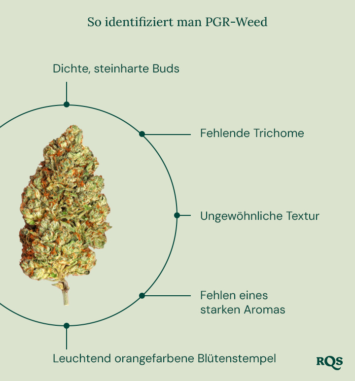 Ein Leitfaden zur Identifikation von PGR-Cannabis, mit den wichtigsten Merkmalen, und dem RQS-Logo unten rechts.