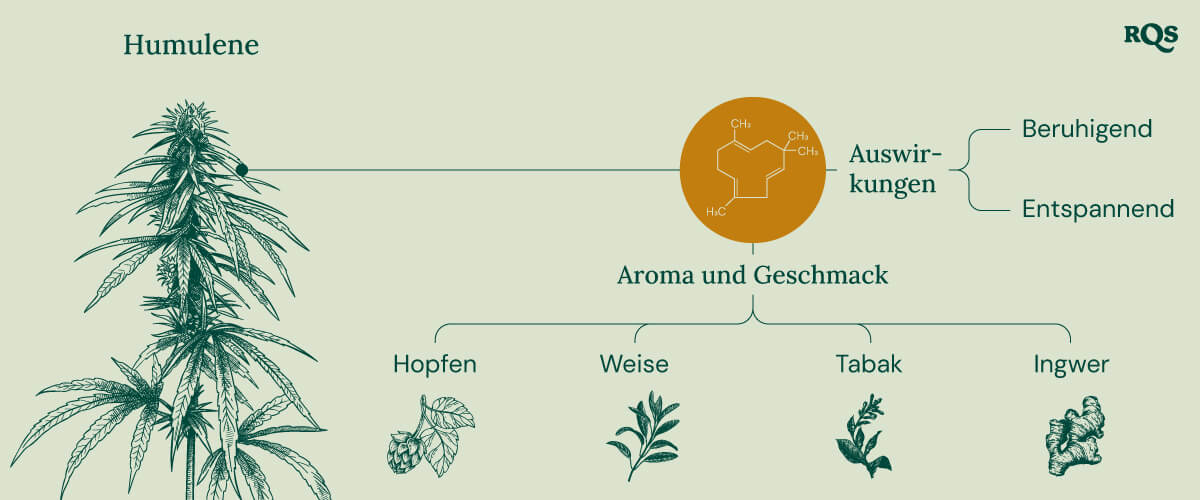 Humulene in cannabis