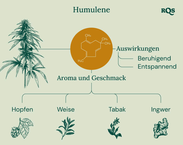 Humulene in cannabis