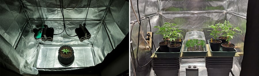 Ein Indoor-Cannabis-Anbausetup mit verschiedenen Sorten, das die Eignung von Indica- und Autoflowering-Sorten für kleine Räume und kontrollierte Umgebungen zeigt.