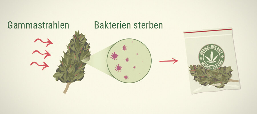 Schimmel Auf Medizinischem Cannabis : Bestrahlung 