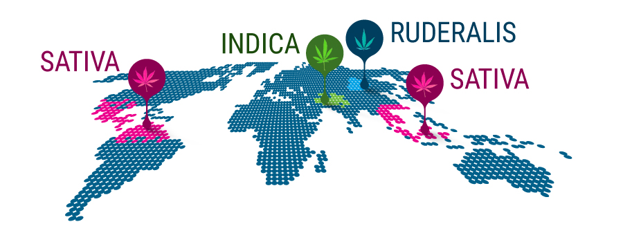 Eine Anleitung zur visuellen Unterscheidung von Indica und Sativa - RQS