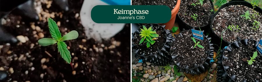 Joanne's  CBD Germination