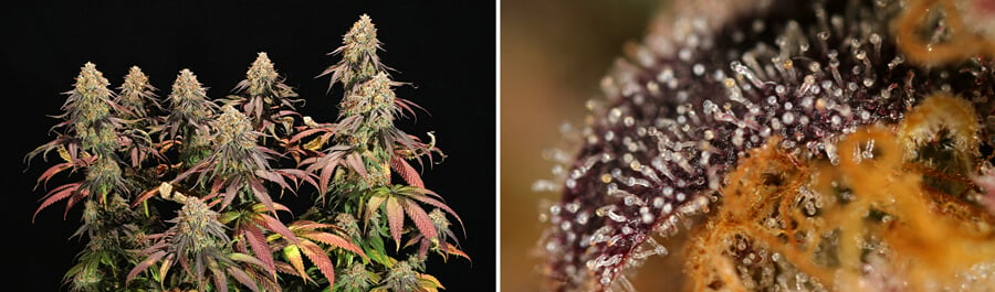 Nahaufnahme von Legendary OG Punch Cannabis-Blüten mit dichten, frostigen Trichomen und lebendigen Farben, die ein komplexes Aroma von Beeren, Trauben und Lavendel ausstrahlen, ideal für den Innenanbau.