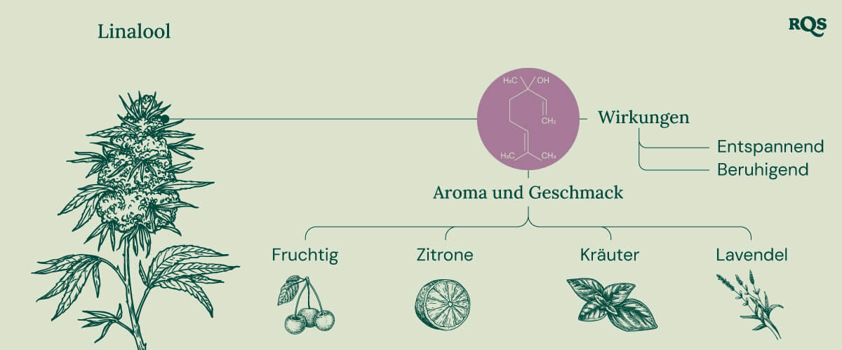 Diagramm, das die Wirkungen von Linalool in Cannabis darstellt, einschließlich seiner beruhigenden Effekte, die die Entspannung und Euphorie verstärken, sowie die Empfindungen innerer Stille, die zur Meditation und tiefen Kontemplation anregen.