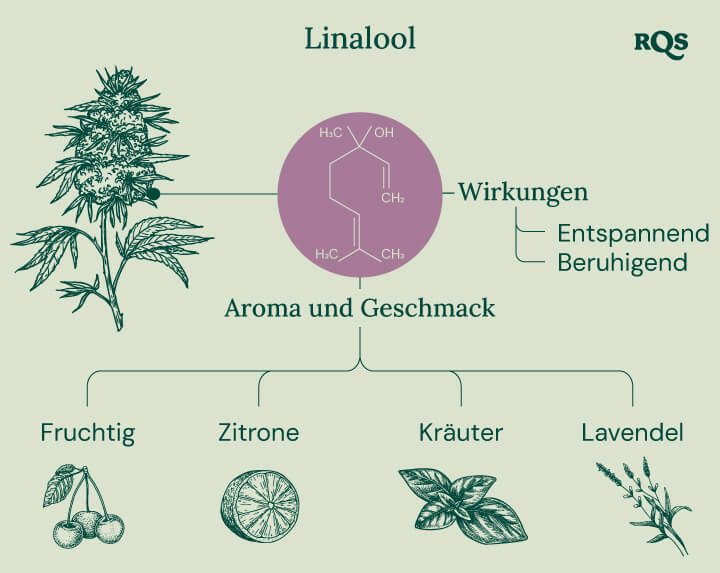 Diagramm, das die Wirkungen von Linalool in Cannabis darstellt, einschließlich seiner beruhigenden Effekte, die die Entspannung und Euphorie verstärken, sowie die Empfindungen innerer Stille, die zur Meditation und tiefen Kontemplation anregen.