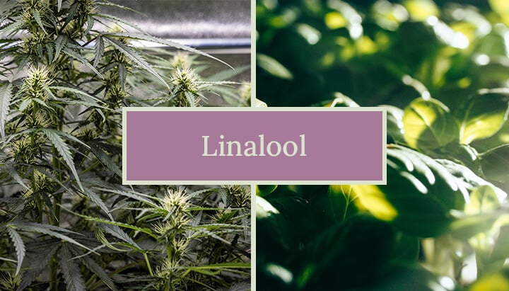 Nahaufnahme von Cannabistrichomen, die die Anwesenheit von Linalool illustrieren, einem Terpen, das für seine aromatischen Eigenschaften und physiologischen Wirkungen bekannt ist, und die Bedeutung für das Verständnis der einzigartigen Qualitäten der Pflanze hervorhebt.