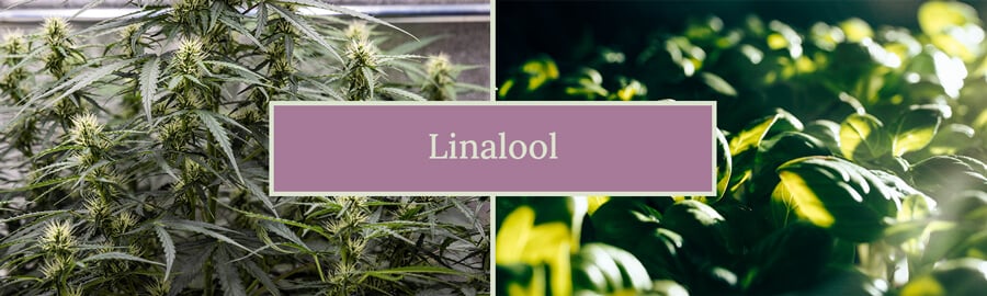 Nahaufnahme von Cannabistrichomen, die die Anwesenheit von Linalool illustrieren, einem Terpen, das für seine aromatischen Eigenschaften und physiologischen Wirkungen bekannt ist, und die Bedeutung für das Verständnis der einzigartigen Qualitäten der Pflanze hervorhebt.