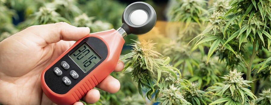 Eine Hand hält ein Lichtmessgerät neben einer Cannabis-Pflanze, wobei das digitale Display des Messgeräts einen Wert von 30.160 anzeigt. Die Blätter und Blüten der Pflanze sind im Hintergrund sichtbar.