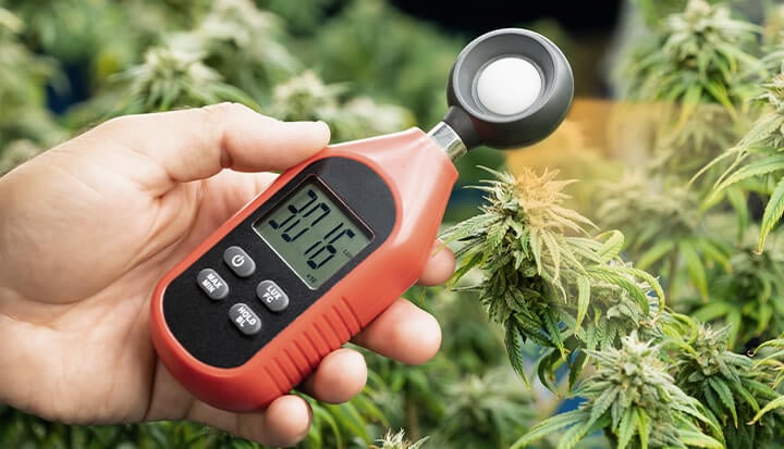 Eine Hand hält ein Lichtmessgerät neben einer Cannabis-Pflanze, wobei das digitale Display des Messgeräts einen Wert von 30.160 anzeigt. Die Blätter und Blüten der Pflanze sind im Hintergrund sichtbar.