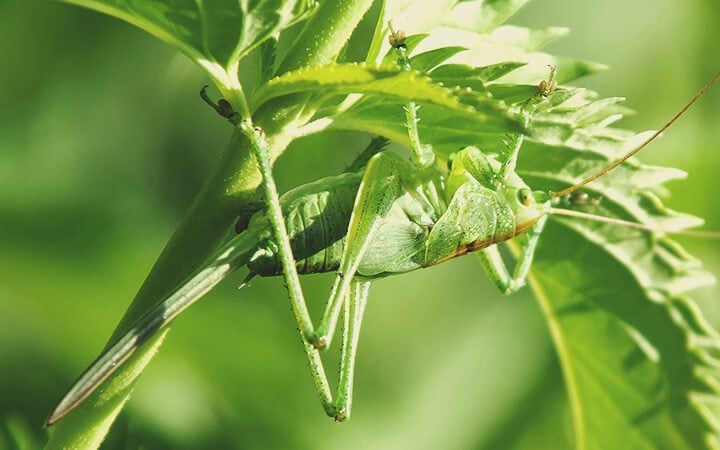 Was hält Heuschrecken fern?