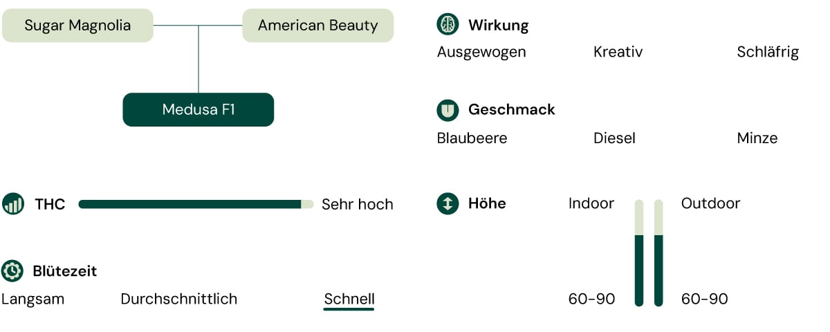 Diagramm der Medusa F1-Cannabissorte: Sugar Magnolia x American Beauty. Hoch THC, schnelle Blüte, 60-90 cm Höhe, Aromen von Blaubeere, Diesel, Minze, ausgewogene, kreative, schlaffördernde Effekte