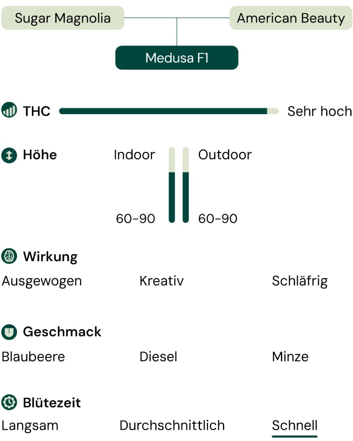 Diagramm der Medusa F1-Cannabissorte: Sugar Magnolia x American Beauty. Hoch THC, schnelle Blüte, 60-90 cm Höhe, Aromen von Blaubeere, Diesel, Minze, ausgewogene, kreative, schlaffördernde Effekte