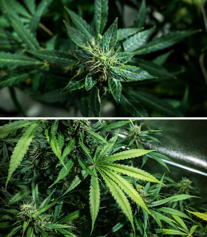 Mimosa Auto Grow Report week 7