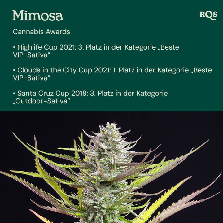 Die preisgekrönte Mimosa-Cannabis-Sorte rechts, die ihre prestigeträchtigen Auszeichnungen wie den Clouds in the City Cup und den Highlife Cup links zeigt.