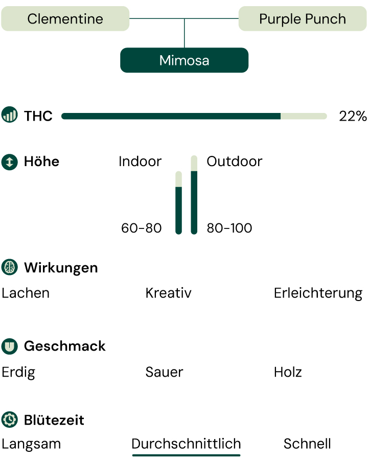 Ein visueller Vergleich der Mimosa-Cannabis-Sorte, der den THC-Gehalt, die Wuchshöhe, die Effekte, das Geschmacksprofil und die Blütezeit hervorhebt.