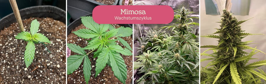 Diese vierstufige Collage zeigt eindrucksvoll das Wachstum der Mimosa-Cannabis-Sorte und fängt ihre Verwandlung von einem winzigen Sämling zu einer blühenden Pflanze ein.