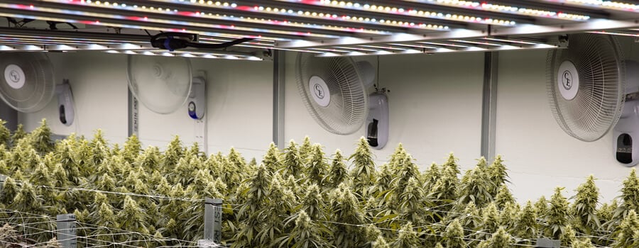 Ein großer Innenanbauraum mit Reihen von Cannabispflanzen unter hellen Lichtern, dazu Ventilatoren und andere Ausrüstungen.