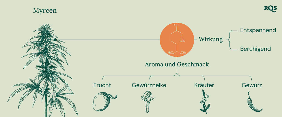 Myrcene Cannabis Characteristics