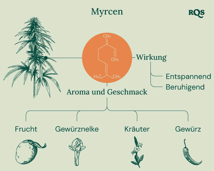 Myrcene Cannabis Characteristics