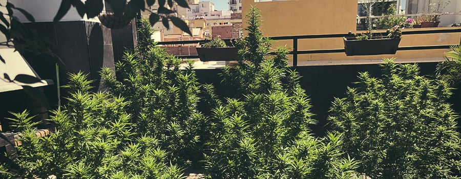 Wie Man Auf Einem Balkon Oder Einer Terrasse Tolles Cannabis Anbaut Rqs Blog