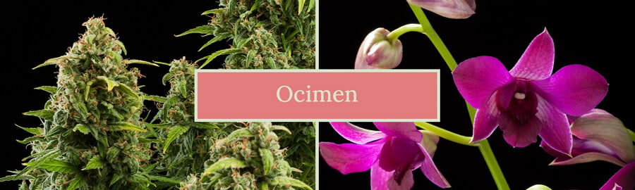 Zwei Bilder nebeneinander: eine Cannabispflanze und eine Orchideenblüte, mit dem Text 'Ocimene' in der Mitte. Das Bild hebt die natürlichen Quellen des Terpens Ocimen hervor.