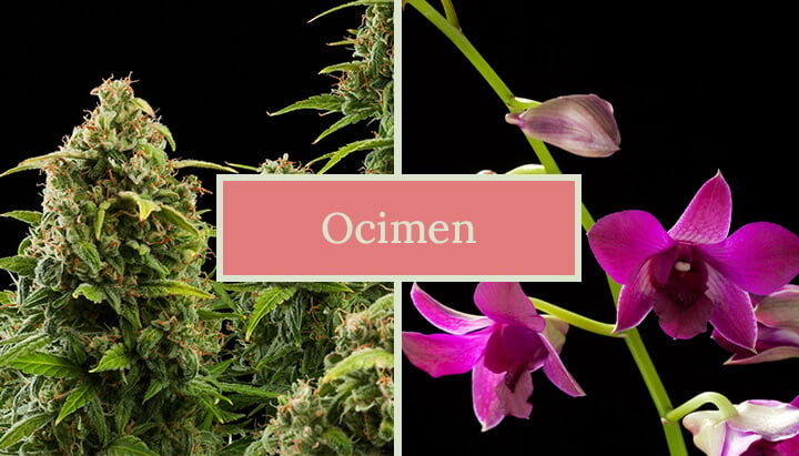 Zwei Bilder nebeneinander: eine Cannabispflanze und eine Orchideenblüte, mit dem Text 'Ocimene' in der Mitte. Das Bild hebt die natürlichen Quellen des Terpens Ocimen hervor.