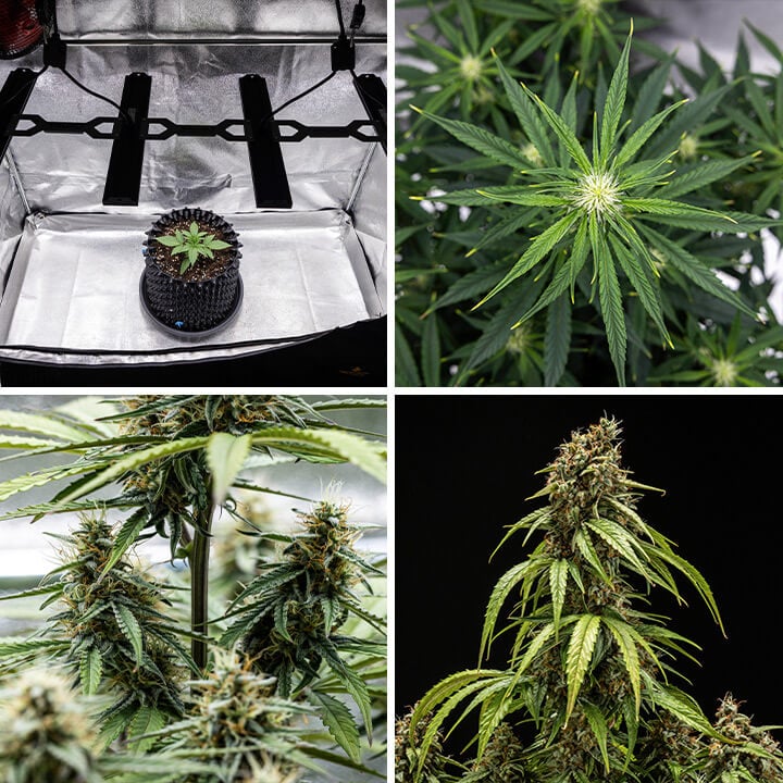 Collage der Wachstumsphasen der Orion F1 Autoflowering Cannabispflanze: Keimling unter Pflanzenlicht, verzweigte Blätter, Knospenbildung und reife Blüten bereit zur Ernte.