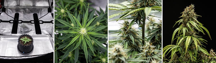 Collage der Wachstumsphasen der Orion F1 Autoflowering Cannabispflanze: Keimling unter Pflanzenlicht, verzweigte Blätter, Knospenbildung und reife Blüten bereit zur Ernte.