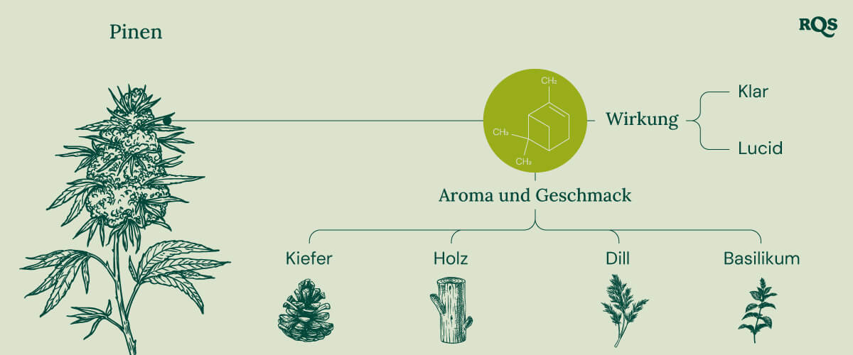 Pinene Cannabis Characteristics